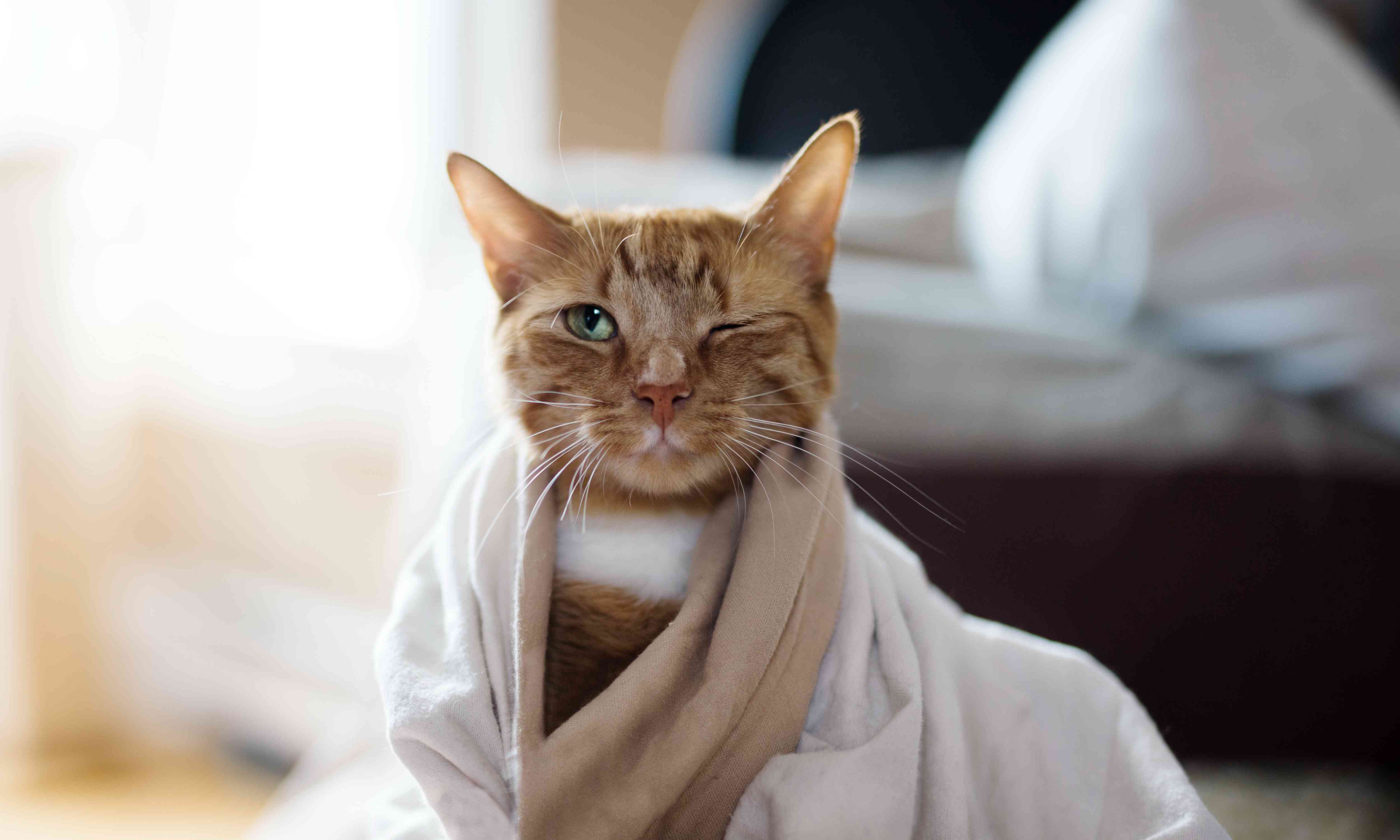 красивый кот в полотенце